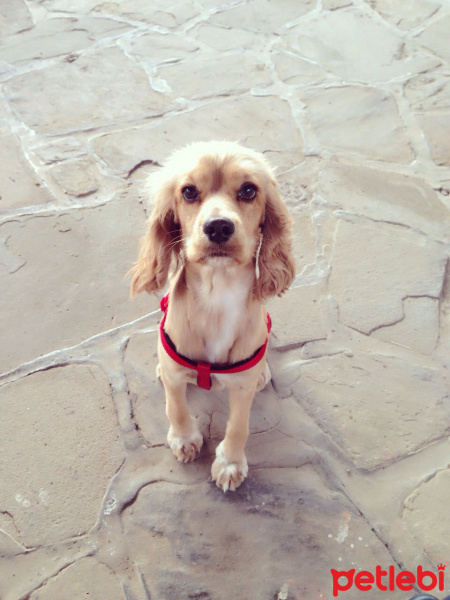 Amerikan Cocker Spaniel, Köpek  LİLA fotoğrafı