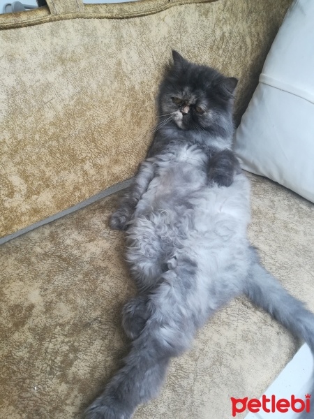 Chinchilla, Kedi  Mia fotoğrafı