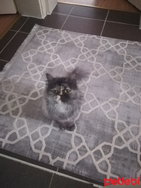 Chinchilla, Kedi  Mia fotoğrafı