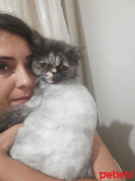 Chinchilla, Kedi  Mia fotoğrafı