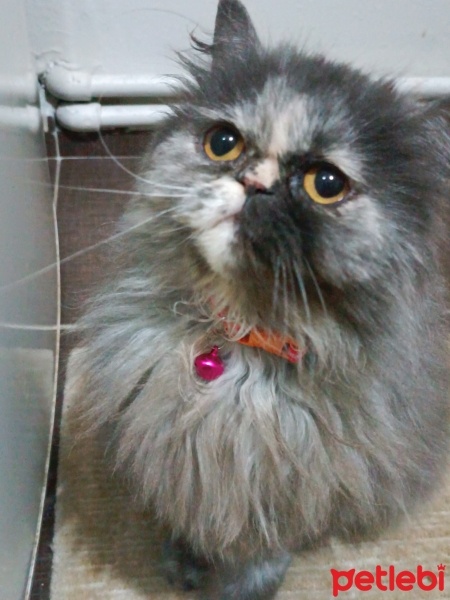 Chinchilla, Kedi  Mia fotoğrafı