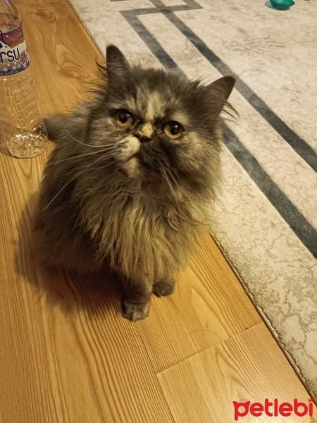 Chinchilla, Kedi  Mia fotoğrafı