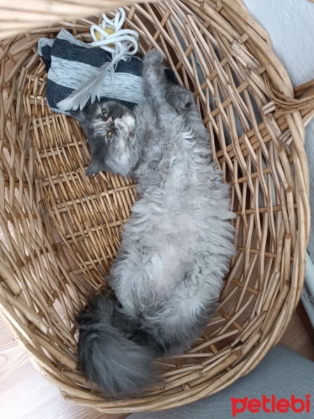 Chinchilla, Kedi  Mia fotoğrafı