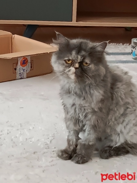 Chinchilla, Kedi  Mia fotoğrafı