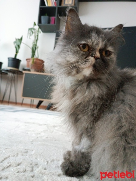 Chinchilla, Kedi  Mia fotoğrafı