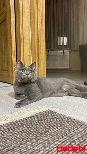 British Shorthair, Kedi  Ateş fotoğrafı