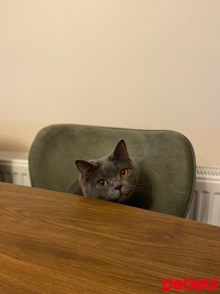 British Shorthair, Kedi  Ateş fotoğrafı
