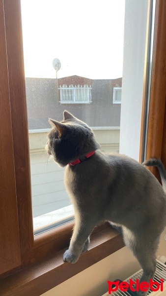 British Shorthair, Kedi  Ateş fotoğrafı