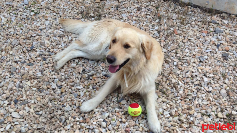 Golden Retriever, Köpek  Malt fotoğrafı