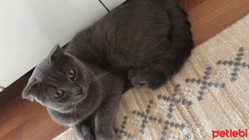 Scottish Fold, Kedi  Duman fotoğrafı