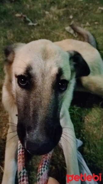 Kangal, Köpek  Dumi fotoğrafı