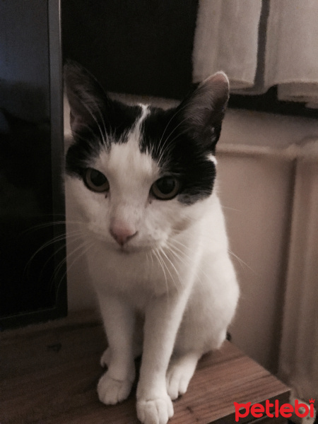 Tuxedo (Smokin) Kedi, Kedi  Vodoo fotoğrafı