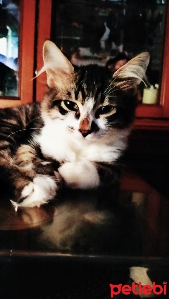 Tekir Kedi, Kedi  Tito fotoğrafı