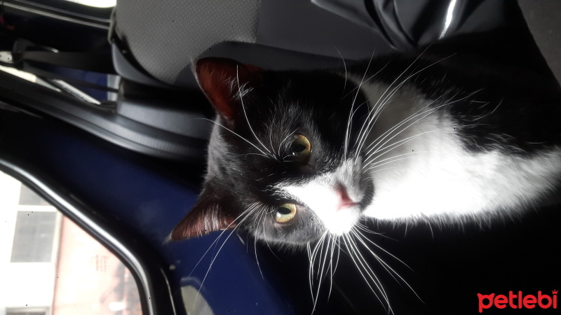 Tuxedo (Smokin) Kedi, Kedi  Zeytin fotoğrafı
