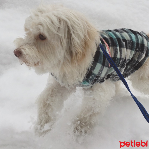 Maltese, Köpek  Sherlock fotoğrafı