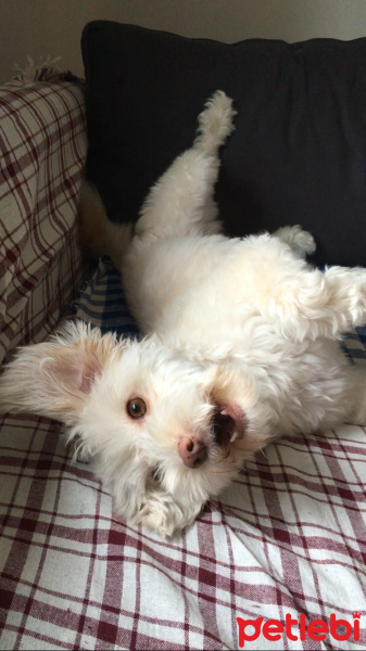 Maltese, Köpek  Sherlock fotoğrafı