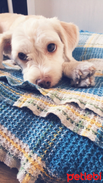 Maltese, Köpek  Sherlock fotoğrafı