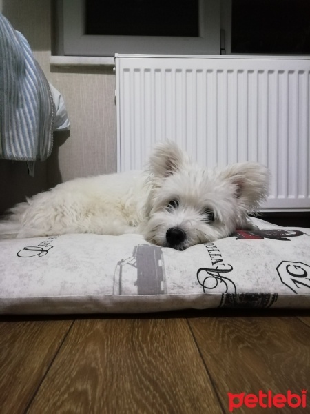 Maltese, Köpek  Bulut fotoğrafı