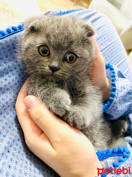 Scottish Fold, Kedi  Yavru scottish fotoğrafı