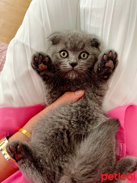 Scottish Fold, Kedi  Yavru scottish fotoğrafı