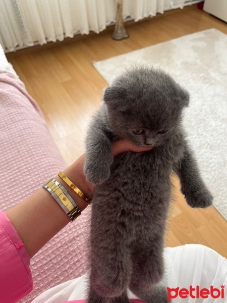 Scottish Fold, Kedi  Yavru scottish fotoğrafı