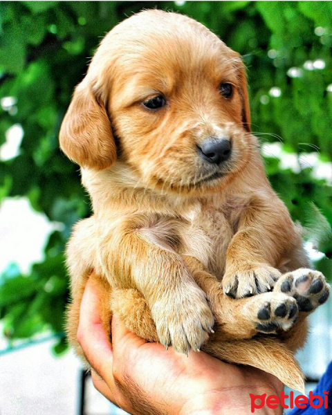 Golden Retriever, Köpek  Hera fotoğrafı