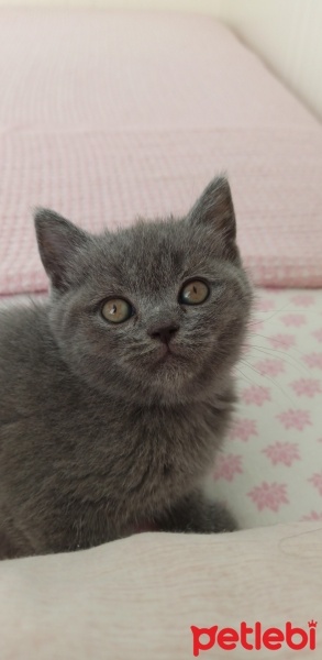 British Shorthair, Kedi  Yavru british fotoğrafı