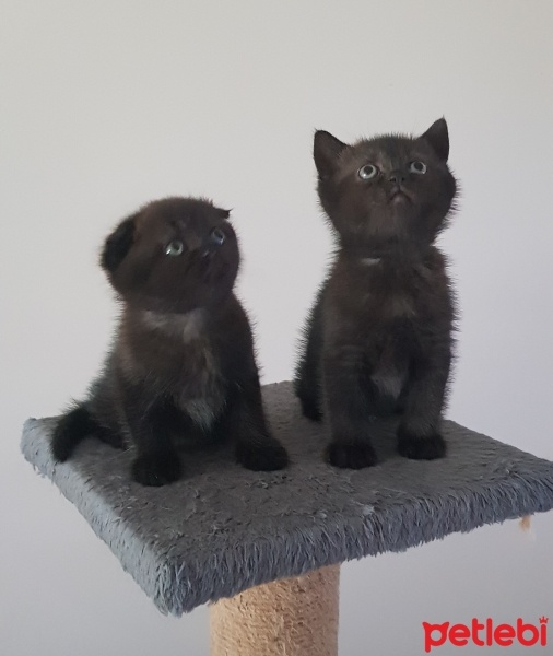 Scottish Fold, Kedi  Scotish fold fotoğrafı