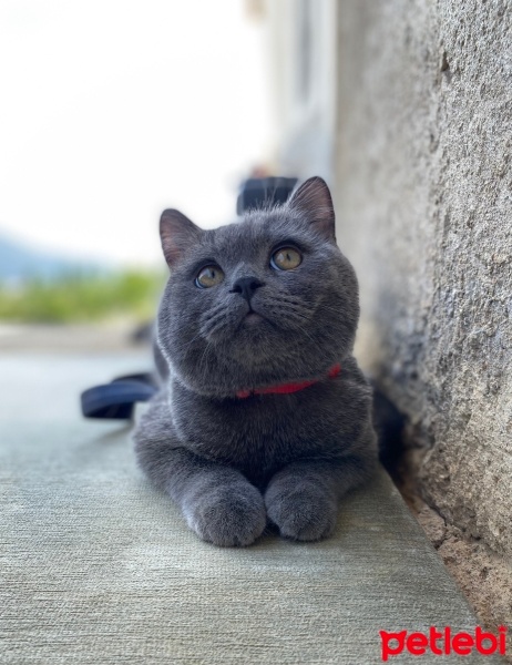 British Shorthair, Kedi  Duman fotoğrafı