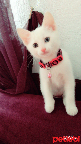 Van Kedisi, Kedi  Pamuk fotoğrafı