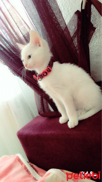 Van Kedisi, Kedi  Pamuk fotoğrafı