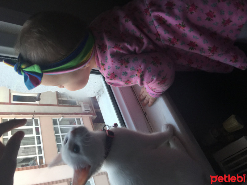 Van Kedisi, Kedi  Pamuk fotoğrafı