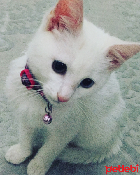 Van Kedisi, Kedi  Pamuk fotoğrafı
