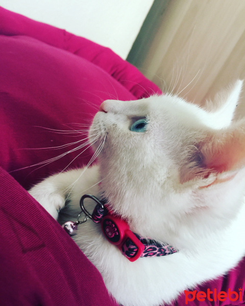 Van Kedisi, Kedi  Pamuk fotoğrafı