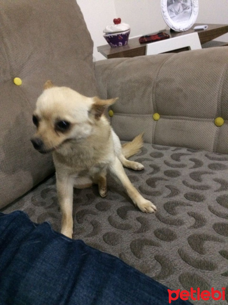 Chihuahua, Köpek  Lisa fotoğrafı