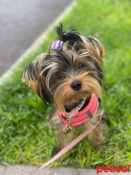 Yorkshire Terrier, Köpek  Luna fotoğrafı