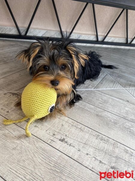 Yorkshire Terrier, Köpek  Luna fotoğrafı