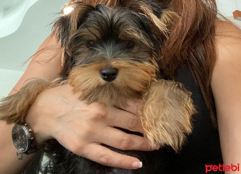 Yorkshire Terrier, Köpek  Luna fotoğrafı