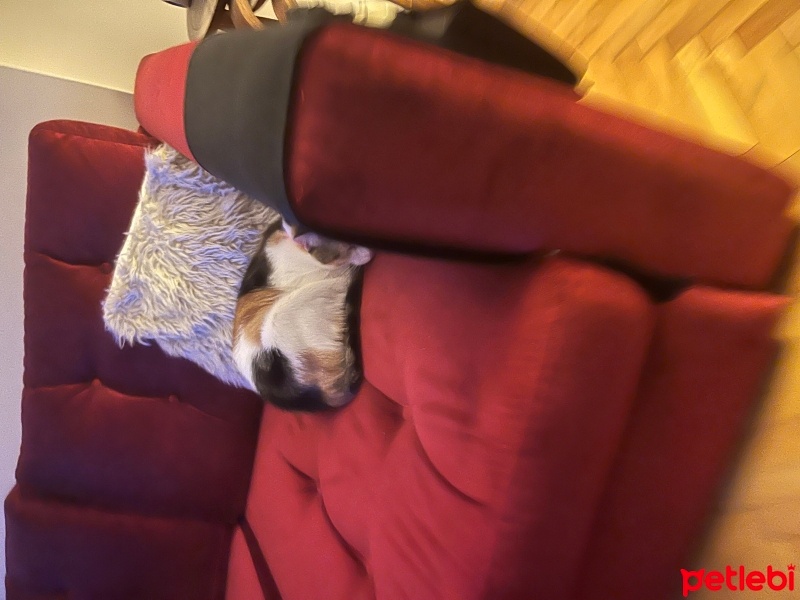 Sarman, Kedi  Çakıl fotoğrafı