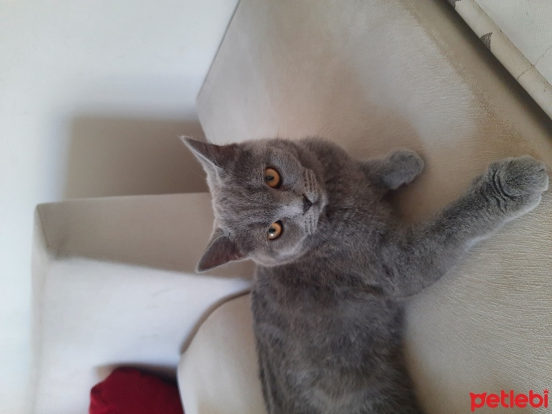 British Shorthair, Kedi  Tatlım fotoğrafı