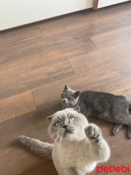 British Shorthair, Kedi  Tatlım fotoğrafı