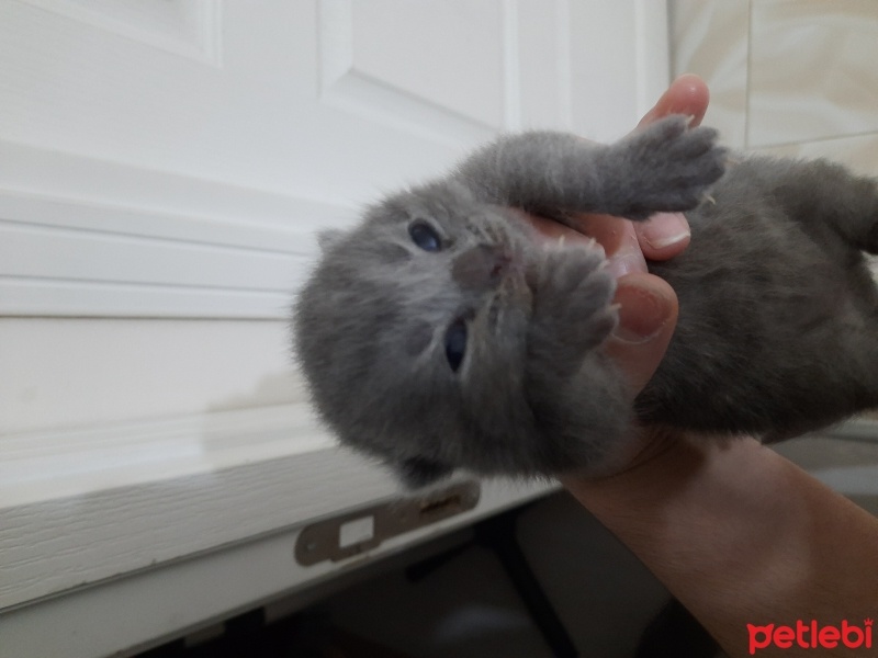 British Shorthair, Kedi  Tatlım fotoğrafı