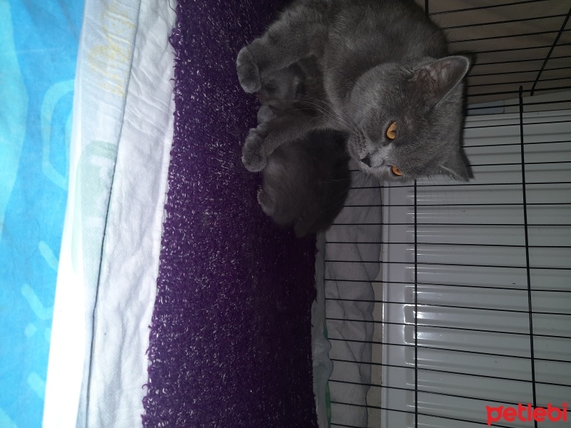 British Shorthair, Kedi  Tatlım fotoğrafı