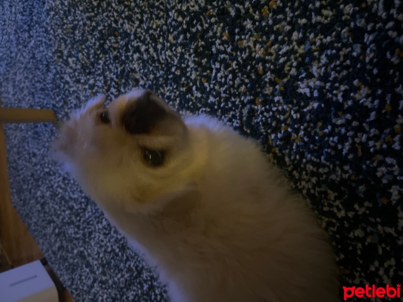 Pekingese, Köpek  Castor fotoğrafı