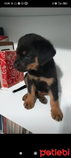 Rottweiler, Köpek  Tyson fotoğrafı