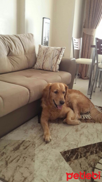 Golden Retriever, Köpek  paşa fotoğrafı