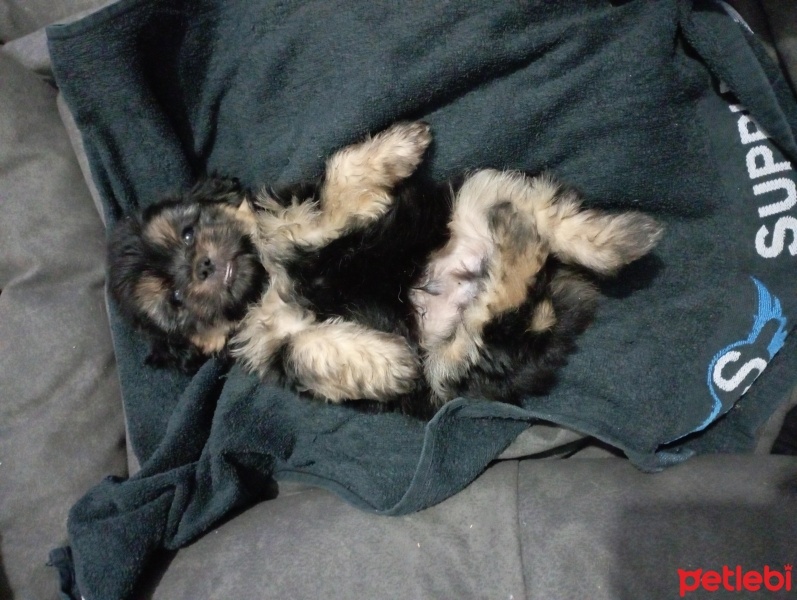 Yorkshire Terrier, Köpek  Morkie fotoğrafı