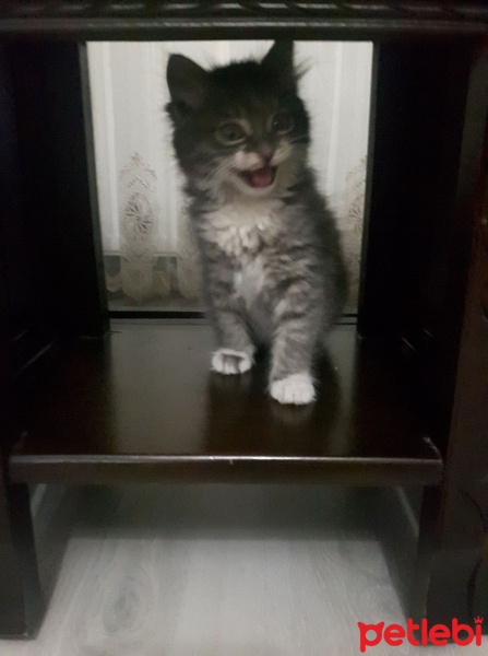 Chinchilla, Kedi  ponçik fotoğrafı