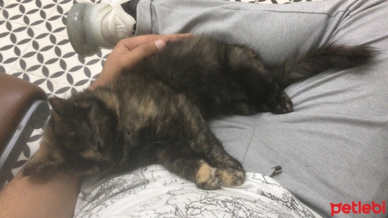 Tekir Kedi, Kedi  Zeytin fotoğrafı