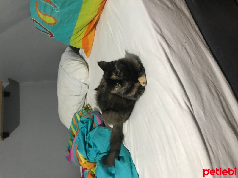 Tekir Kedi, Kedi  Zeytin fotoğrafı
